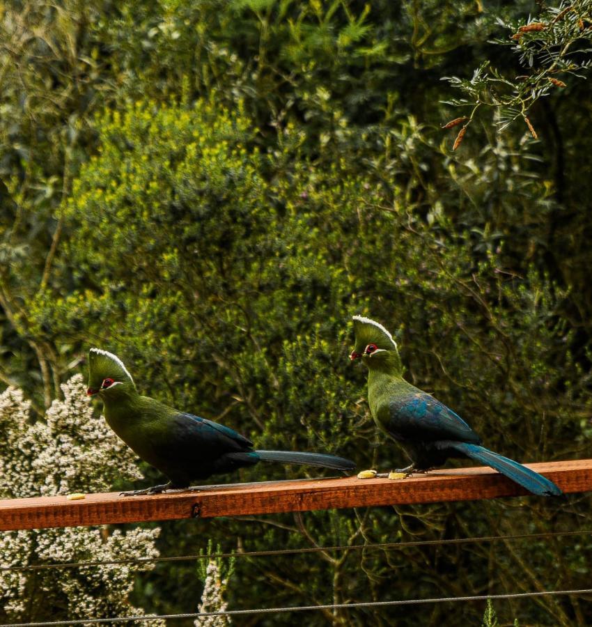 Forest Hill Wildernis Kültér fotó