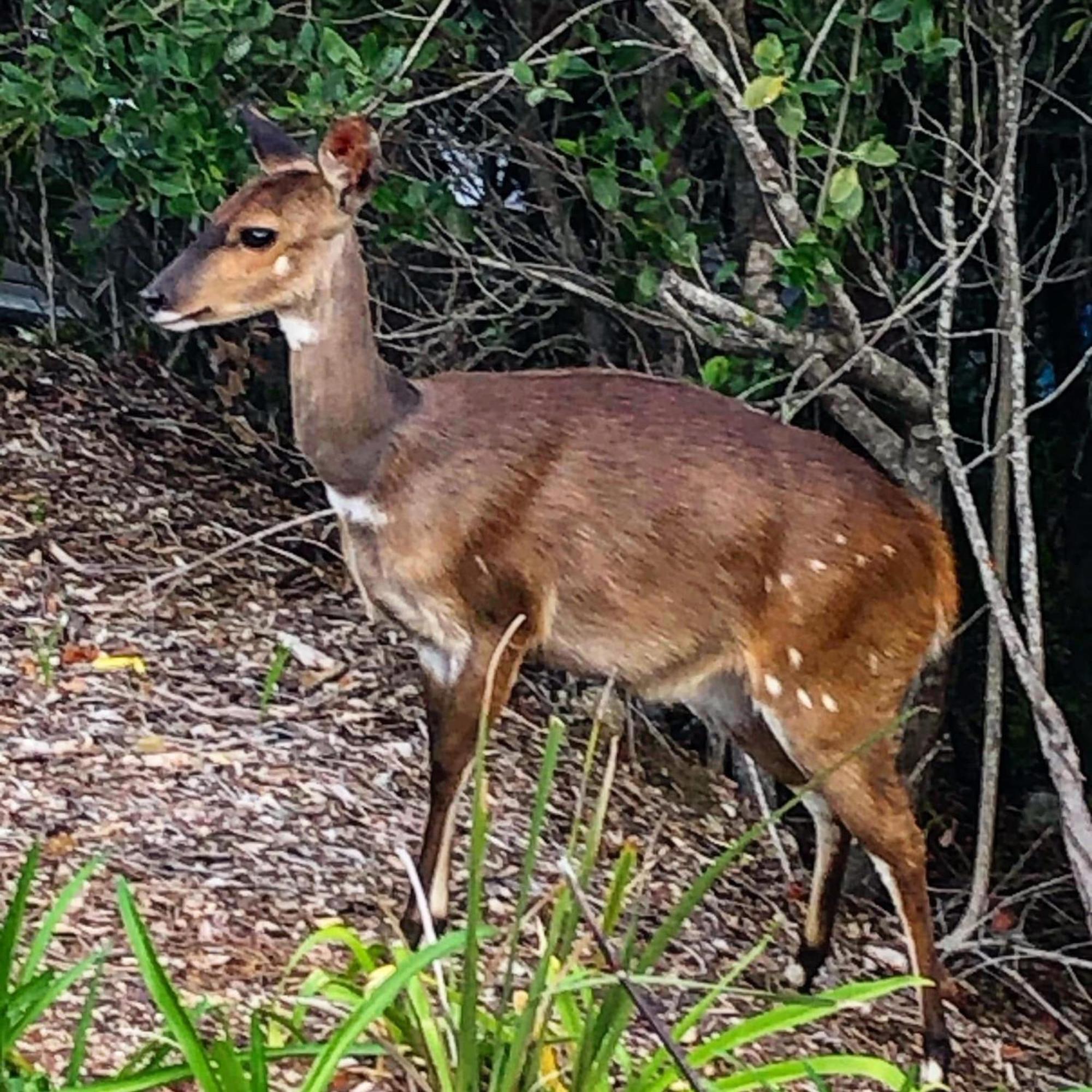 Forest Hill Wildernis Kültér fotó